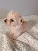 Archie , a male Yorkshire Terrier for sale in Greenville, SC – Photo 3 of 3