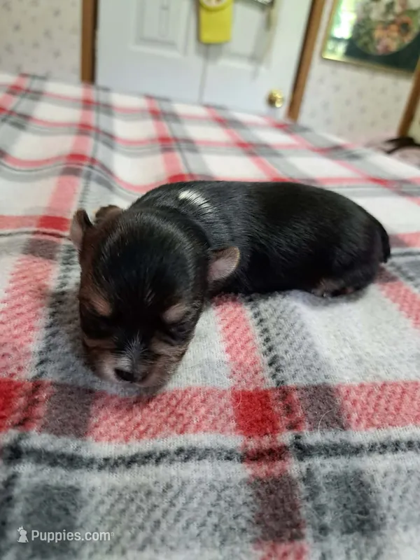 Archie  – Yorkshire Terrier puppy for sale in Greenville, SC