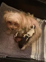 Bella , a female Yorkshire Terrier for sale in Greenville, SC – 5 of 7
