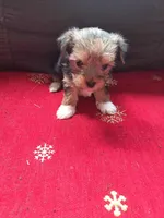 Bella , a female Yorkshire Terrier for sale in Greenville, SC – Photo 2 of 3