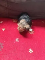 Bella , a female Yorkshire Terrier for sale in Greenville, SC – Photo 3 of 3