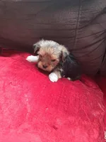 Bella , a female Yorkshire Terrier for sale in Greenville, SC – Photo 1 of 3