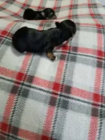 Bella , a female Yorkshire Terrier for sale in Greenville, SC – 2 of 7