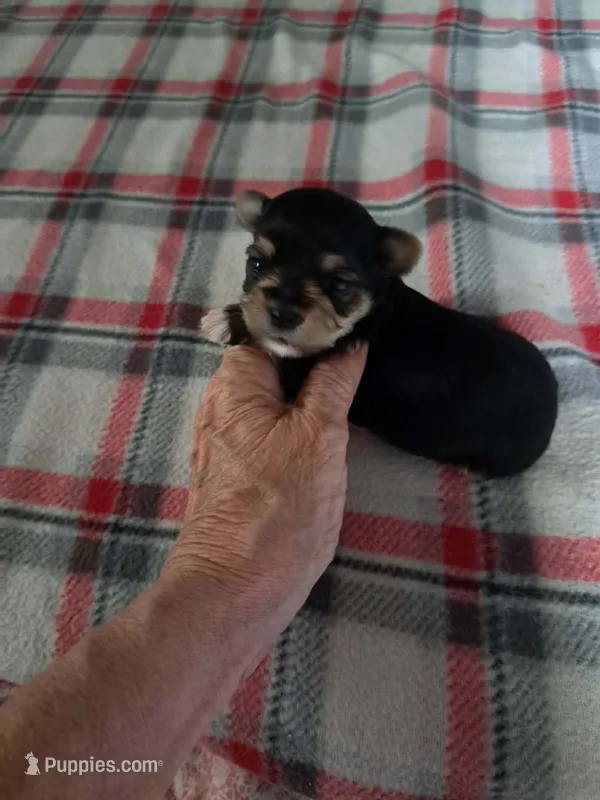 Bella  – Yorkshire Terrier puppy for sale in Greenville, SC