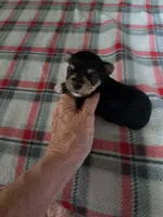 Bella , a female Yorkshire Terrier for sale in Greenville, SC – 1 of 9