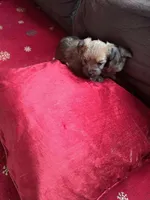 Willow, a female Yorkshire Terrier for sale in Greenville, SC – Photo 3 of 5