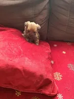 Willow, a female Yorkshire Terrier for sale in Greenville, SC – Photo 2 of 5