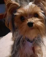 Archie , a male Yorkshire Terrier for sale in Greenville, SC – 5 of 7