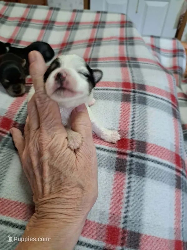 Milo – Yorkshire Terrier puppy for sale in Greenville, SC