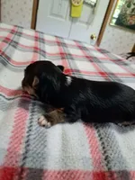 Archie , a male Yorkshire Terrier for sale in Greenville, SC – 3 of 7