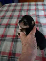 Bella , a female Yorkshire Terrier for sale in Greenville, SC – 3 of 9