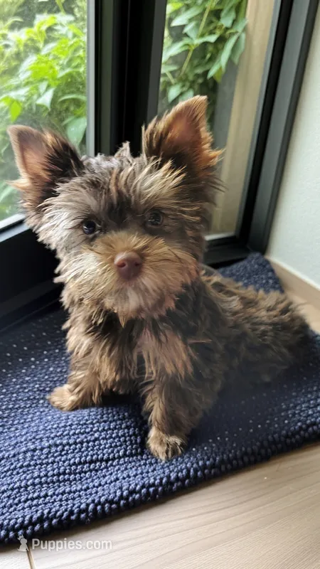 Rico – Yorkshire Terrier puppy for sale in Greenville, SC