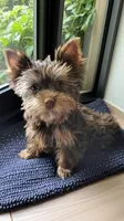 Rico, a male Yorkshire Terrier for sale in Greenville, SC – 1 of 3