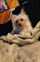 Bella , a female Yorkshire Terrier for sale in Greenville, SC – 7 of 7