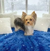 Milo, a male Yorkshire Terrier for sale in Greenville, SC – 7 of 8