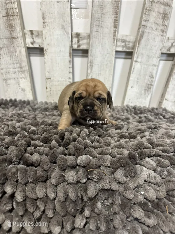 Jefferson – Puggle puppy for sale in Rock Rapids, IA