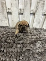 Jefferson, a male Puggle for sale in Rock Rapids, IA – 1 of 1