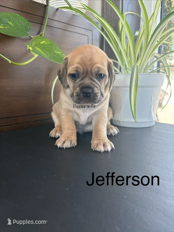 Jefferson – Puggle puppy for sale in Rock Rapids, IA