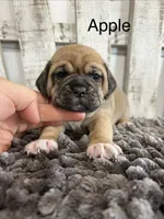 Apple, a female Puggle for sale in Rock Rapids, IA – 1 of 1
