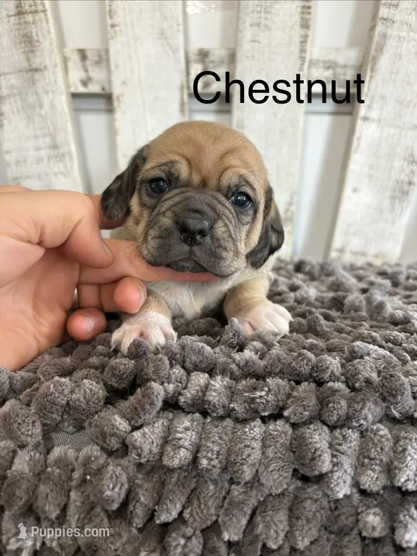 Chestnut – Puggle puppy for sale in Rock Rapids, IA
