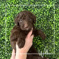 Willie - F1 Aussiedoodle, a male Aussiedoodle for sale in Winston-Salem, NC – Photo 4 of 9