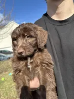 Willie - F1 Aussiedoodle, a male Aussiedoodle for sale in Winston-Salem, NC – Photo 3 of 9