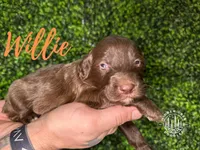 Willie - F1 Aussiedoodle, a male Aussiedoodle for sale in Winston-Salem, NC – Photo 7 of 9