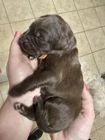 Willie - F1 Aussiedoodle, a male Aussiedoodle for sale in Winston-Salem, NC – Photo 6 of 9