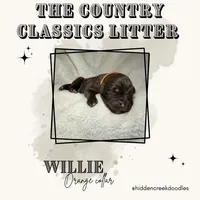 Willie - F1 Aussiedoodle, a male Aussiedoodle for sale in Winston-Salem, NC – Photo 8 of 9