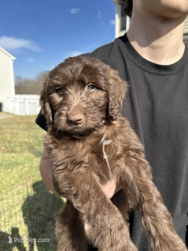 Willie - F1 Aussiedoodle, a male Aussiedoodle for sale in Winston-Salem, NC – Photo 1 of 9