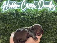 Willie - F1 Aussiedoodle, a male Aussiedoodle for sale in Winston-Salem, NC – Photo 9 of 9