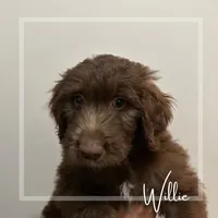 Willie - F1 Aussiedoodle, a male Aussiedoodle for sale in Winston-Salem, NC – Photo 5 of 9