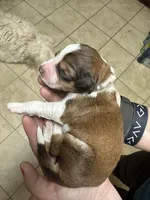 Wynette -F1 Aussiedoodle, a female Aussiedoodle for sale in Winston-Salem, NC – Photo 7 of 8