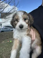Wynette -F1 Aussiedoodle, a female Aussiedoodle for sale in Winston-Salem, NC – Photo 1 of 8