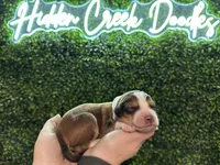 Wynette -F1 Aussiedoodle, a female Aussiedoodle for sale in Winston-Salem, NC – Photo 6 of 8