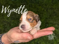 Wynette -F1 Aussiedoodle, a female Aussiedoodle for sale in Winston-Salem, NC – Photo 3 of 8