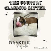 Wynette -F1 Aussiedoodle, a female Aussiedoodle for sale in Winston-Salem, NC – Photo 8 of 8