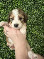 Wynette -F1 Aussiedoodle, a female Aussiedoodle for sale in Winston-Salem, NC – Photo 5 of 8