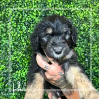 Phil Deville - Rugrats Litter, a male Aussiedoodle for sale in Winston-Salem, NC – Photo 7 of 10