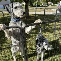 Phil Deville - Rugrats Litter, a male Aussiedoodle for sale in Winston-Salem, NC – Photo 2 of 10