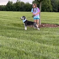 Phil Deville - Rugrats Litter, a male Aussiedoodle for sale in Winston-Salem, NC – Photo 4 of 10
