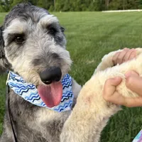 Phil Deville - Rugrats Litter, a male Aussiedoodle for sale in Winston-Salem, NC – Photo 5 of 10