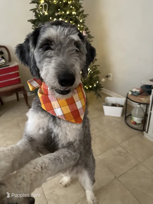 Phil Deville - Rugrats Litter