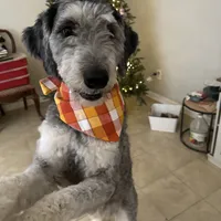 Phil Deville - Rugrats Litter, a male Aussiedoodle for sale in Winston-Salem, NC – Photo 1 of 10