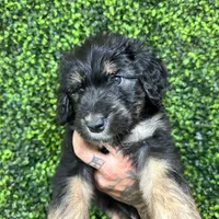 Phil Deville - Rugrats Litter, a male Aussiedoodle for sale in Winston-Salem, NC – Photo 9 of 10