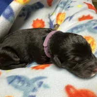 Phil Deville - Rugrats Litter, a male Aussiedoodle for sale in Winston-Salem, NC – Photo 10 of 10