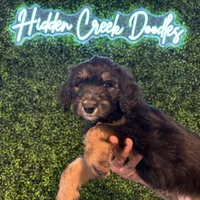 Phil Deville - Rugrats Litter, a male Aussiedoodle for sale in Winston-Salem, NC – Photo 8 of 10