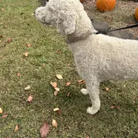 Ruby, a female Poodle - Standard  for sale in Winston-Salem, NC – Photo 4 of 5