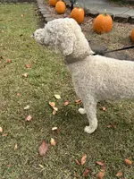 Ruby, a female Poodle - Standard  for sale in Winston-Salem, NC – Photo 4 of 5