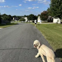 Ruby, a female Poodle - Standard  for sale in Winston-Salem, NC – Photo 2 of 5